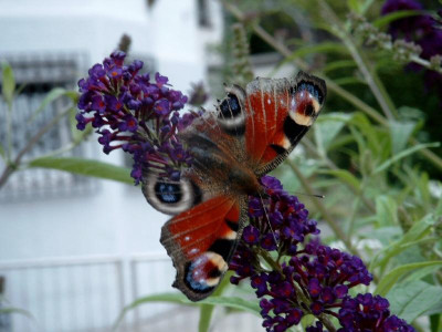 SIMG0260.jpg