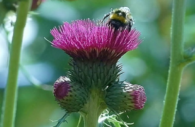 Distel_mit_Insekt_1_15-05-2007.jpg