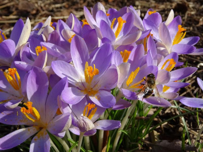 Crocus  tommasinianus February 2019.JPG