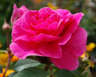 Gertrude_Jekyll_001__S1_4352.jpg