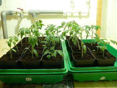 190215_Tomatenpflanzen.jpg