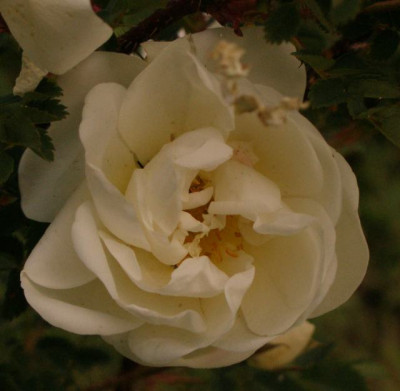 2007-05-12_rigarose.jpg