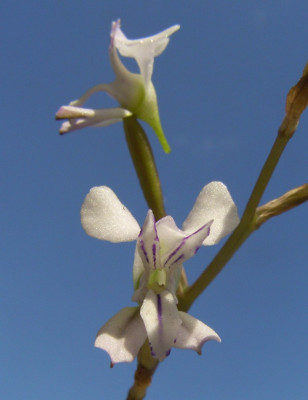 Disa_sagittalis_07-01.jpg