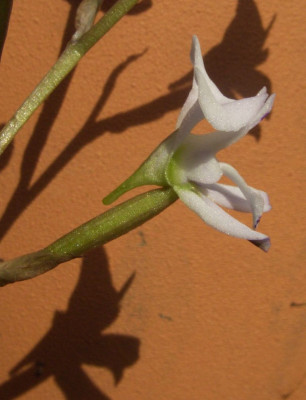 Disa_sagittalis_07-02.jpg