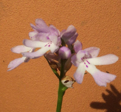 Amitostigma_lepidum.jpg