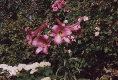 Pink_Perfection_Bluten.jpg