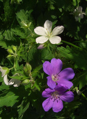 Geranium_sylvaticum_07.jpg