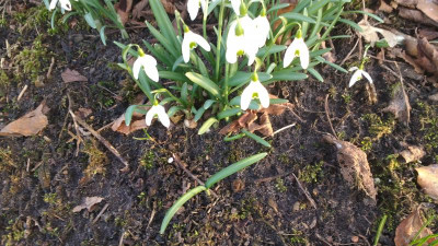 Galanthus nivalis February 2019 2.jpg