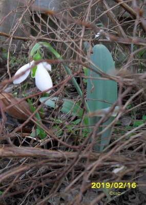 Schneeglöckchen breites Blatt 2019.jpg