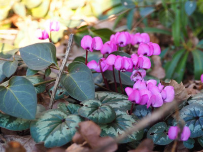 Cyclamen coum P2160240.JPG
