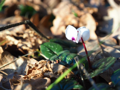 Cyclamen coum weiß mit purpur Punkt b P2160235.JPG