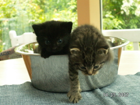 Katzenbabys.JPG