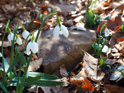 Galanthus gracilis P2160192.JPG