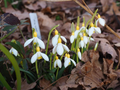 Primrose Warburg P2160207.JPG