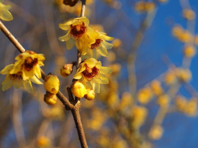 Chimonanthus praecox P2160257.JPG