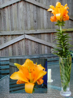 Lilie_vom_Spardosenblumenacker.jpg
