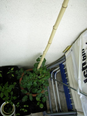 am_2007_05.17._T._Wintertomate.jpg