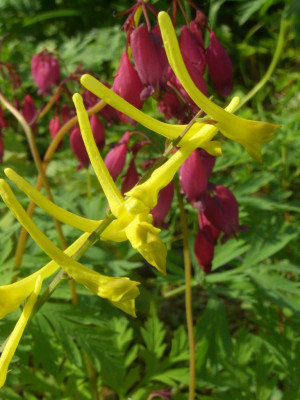 Corydalis_davidii_07-01.jpg