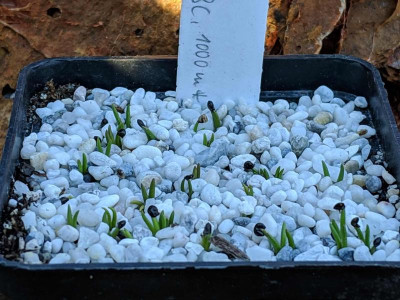 Lewisia rediviva 16.02.19.jpg