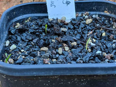 Douglasia montana  2 16.02.19.jpg