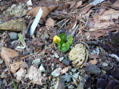 Ranunculus cochii.JPG