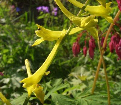 Corydalis_davidii_07-02.jpg