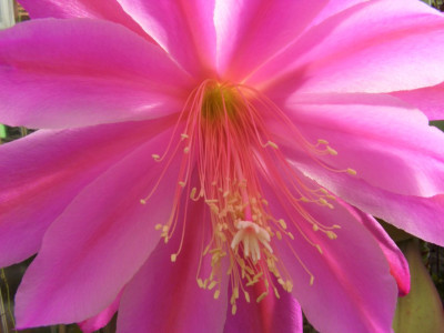 Epiphyllum_07.jpg