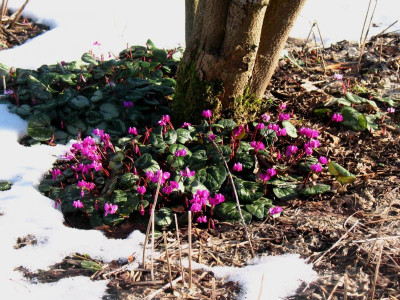 Cyclamen coum im Schnee.jpg
