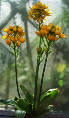 Ornithogalum_dubium_07-01.jpg