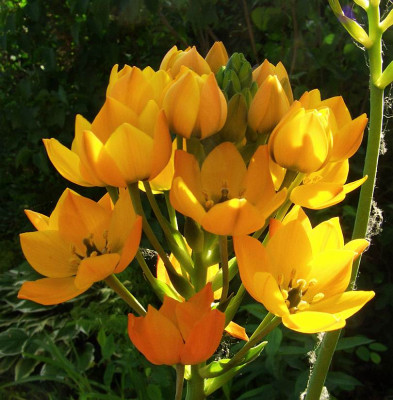 Ornithogalum_dubium_07-02.jpg