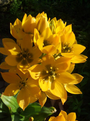 Ornithogalum_dubium_07-03.jpg