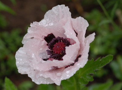 Papaver-Graue-Witwe.jpg