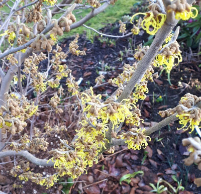Hamamelis Bluehbeginn 20190216.jpg