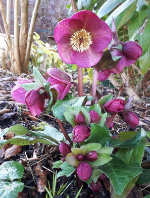 Helleborus in purpur.jpg