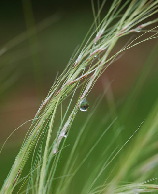 Grastropfen-170507.jpg