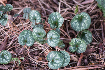 Cyclamen-Feb1719_043.jpg