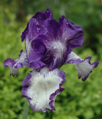 A3729a_Large.JPG