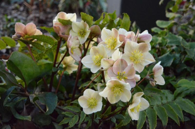Helleborus_CinnamonMoon.19-1..jpg