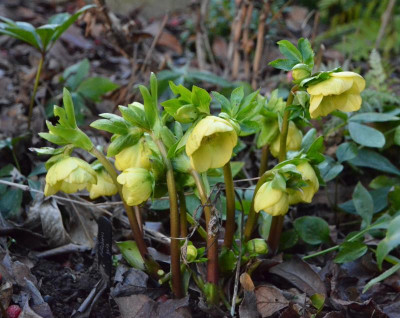 Helleborus-gelb.19-1.jpg