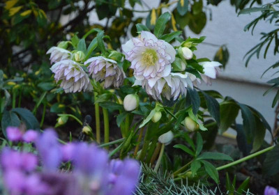 Helleborus-Bäuerlein17.19-3.jpg