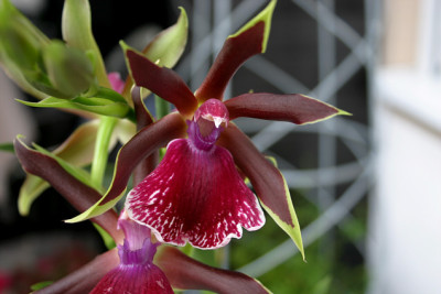 Zygopetalum0407.jpg