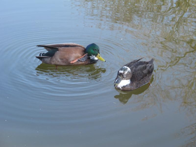 wildentenkonstantinteich.img.JPG