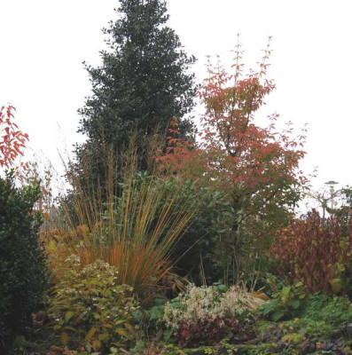 Molinia und Acer giseum November [800x600].jpg