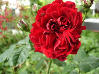 Neu_Rose_rot_alt_1155_012.jpg
