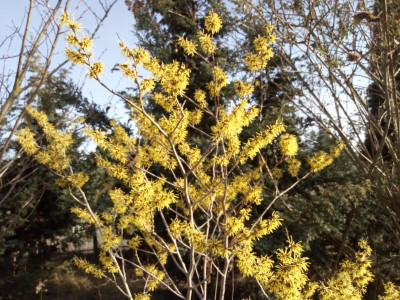 Hamamelis.jpg