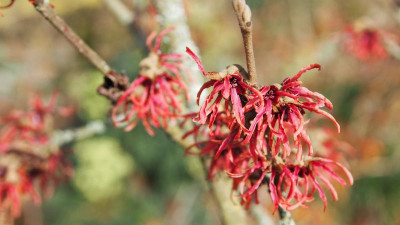 Hamamelis Diane P2060397.JPG