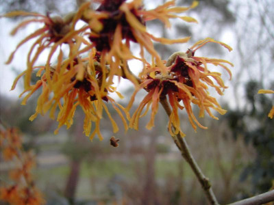 Hamamelis x intermedia 'Aphrodite' 2011-02-10 01.JPG