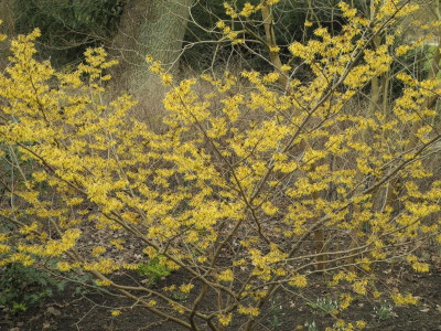 Hamamelis mollis 'Pallida' 2016-02-29 03.JPG