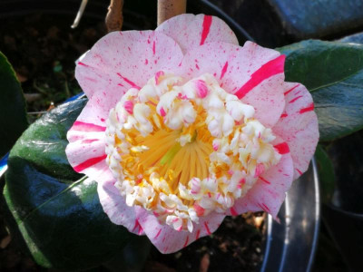 IMG_20190217_111300 Camellia japonica Zuiko Nishiki - Kopie.jpg