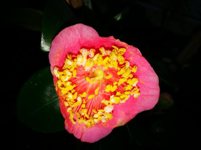 IMG_20190218_171049 Camellia  japonica Myojo - Kopie.jpg